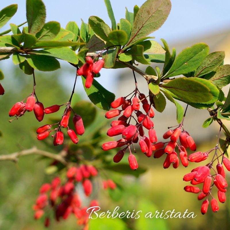 Berberine