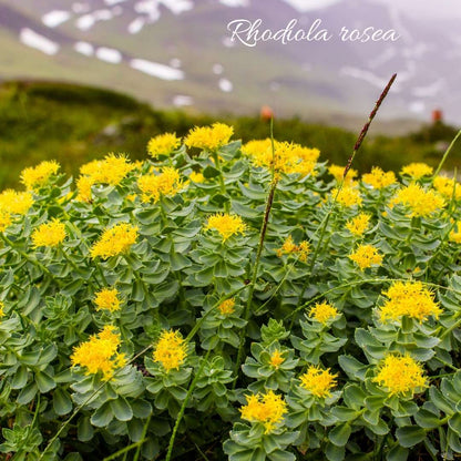 Rhodiola rosea