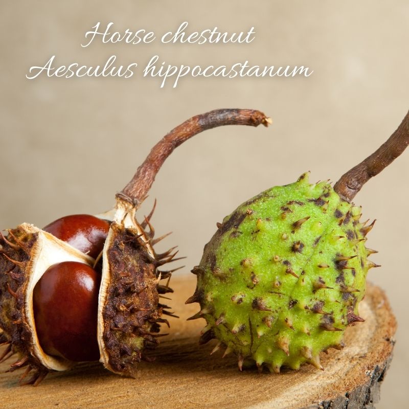 Horse Chestnut Extract